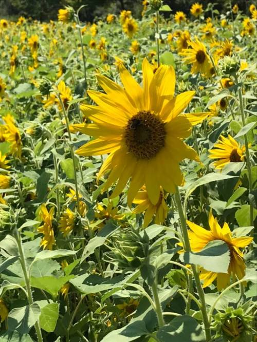 A vibrant field of sunflowers in full bloom, with bright yellow petals and green leaves under a clear sky.