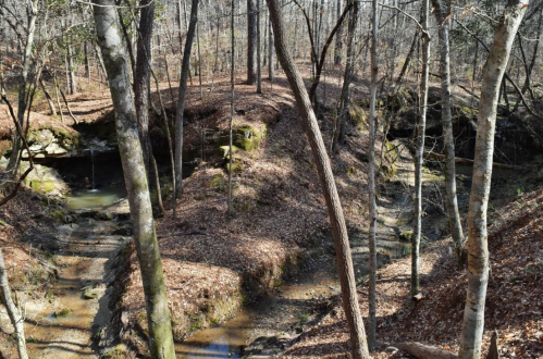 A serene forest scene with a winding creek surrounded by trees and fallen leaves in a wooded area.
