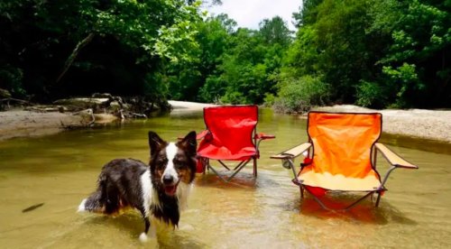 A dog stands in shallow water near two empty camping chairs by a riverbank surrounded by lush greenery.