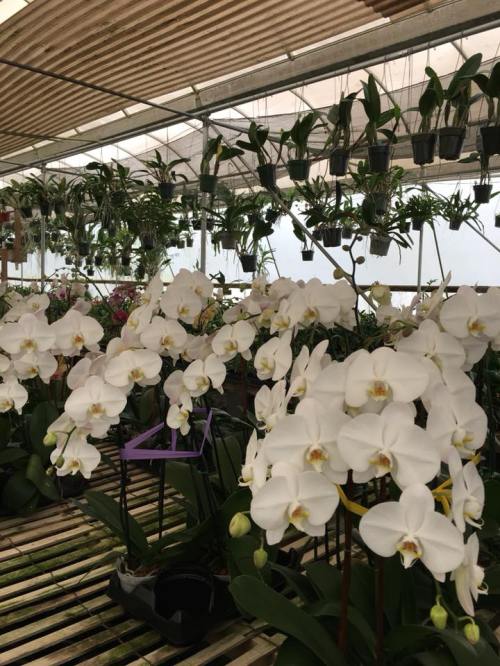A greenhouse filled with blooming white orchids and various hanging plants in the background.