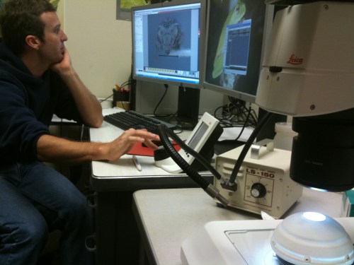A researcher analyzes images on a computer while using a microscope in a lab setting.