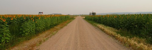 A gravel road lined with vibrant sunflowers on both sides, leading to distant fields and structures under a hazy sky.