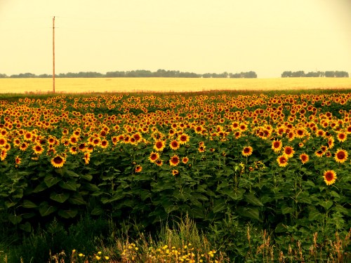 A vibrant field of sunflowers stretches across the landscape under a soft, golden sky.