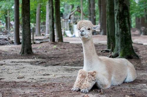 A relaxed alpaca sitting on the ground in a forested area, surrounded by trees and soft earth.