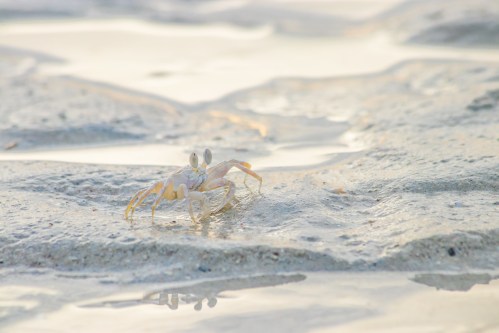 A small white crab scuttles across a sandy shore, reflecting in shallow water under soft, natural light.