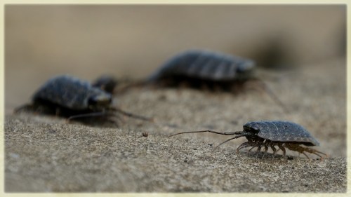 Three dark-colored insects with long antennae crawling on a sandy surface.