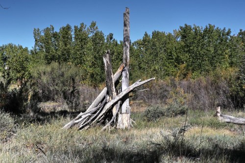 A weathered wooden structure stands in a grassy area, surrounded by trees and shrubs under a clear blue sky.