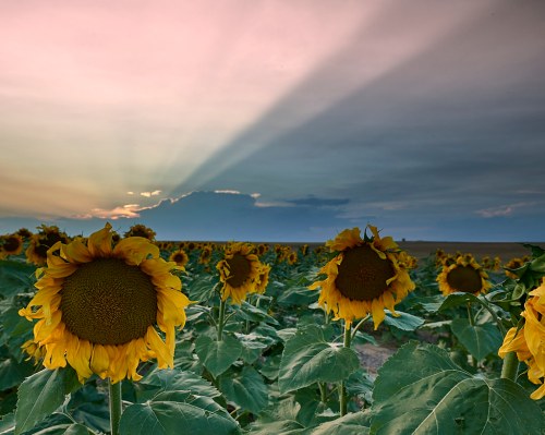 A field of sunflowers under a dramatic sky with rays of sunlight breaking through clouds at sunset.