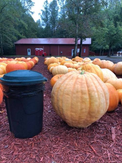 A large pumpkin next to a trash can, surrounded by many pumpkins in a field with a red barn in the background.