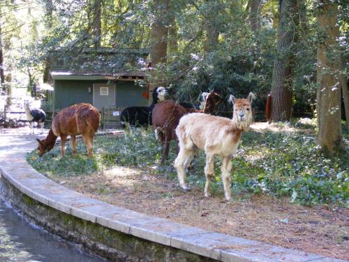 A group of llamas grazing near a path in a wooded area, with a small building visible in the background.