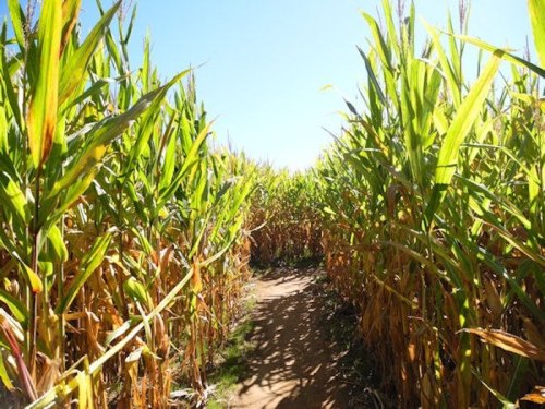 A narrow path winding through tall, green corn plants under a clear blue sky.