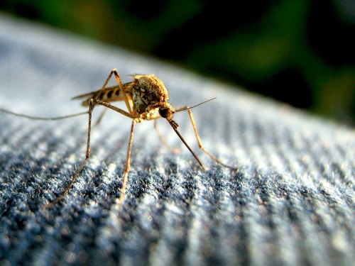 Close-up of a mosquito resting on a textured surface, showcasing its detailed body and long proboscis.
