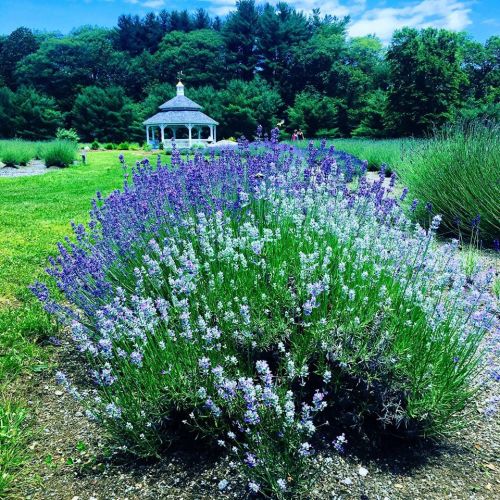 A vibrant lavender field in bloom, with a gazebo in the background and lush greenery surrounding the scene.