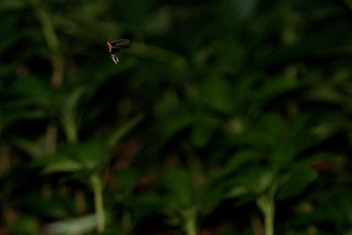 A small insect flying above lush green foliage in a natural setting.