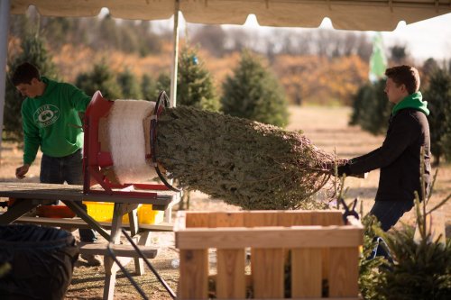 Two young men at a Christmas tree lot, one using a machine to wrap a tree while the other prepares nearby.