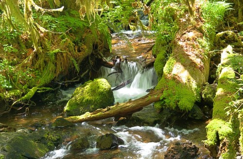 A serene forest stream flows over moss-covered rocks, surrounded by lush greenery and sunlight filtering through the trees.