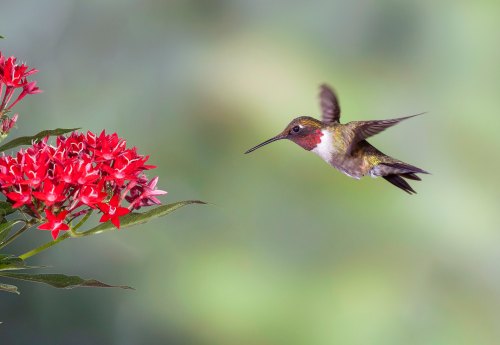 A hummingbird hovers near vibrant red flowers, showcasing its iridescent feathers against a blurred green background.