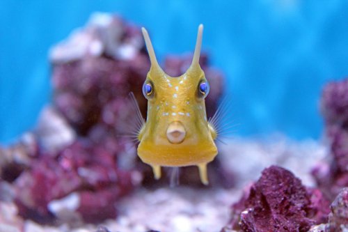 A close-up of a yellow fish with prominent horns and blue eyes, swimming among colorful coral in clear water.