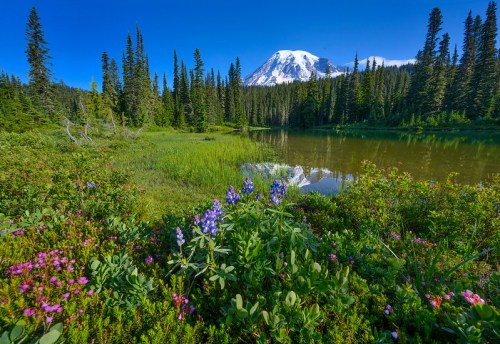 A serene landscape featuring a lake surrounded by vibrant wildflowers and tall evergreen trees, with a snow-capped mountain in the background.