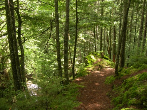 A serene forest path lined with lush green moss and tall trees, dappled sunlight filtering through the leaves.