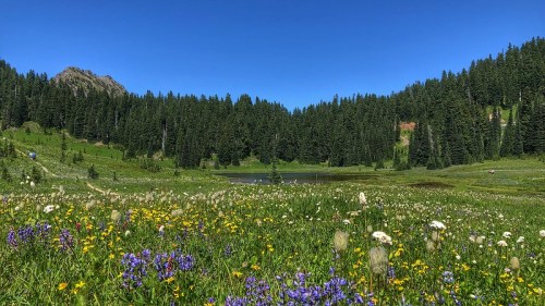A vibrant meadow filled with wildflowers, surrounded by lush green trees and a serene pond under a clear blue sky.