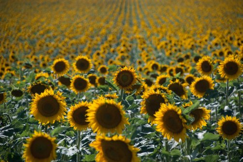 A vast field of bright yellow sunflowers stretching towards the horizon under a clear blue sky.