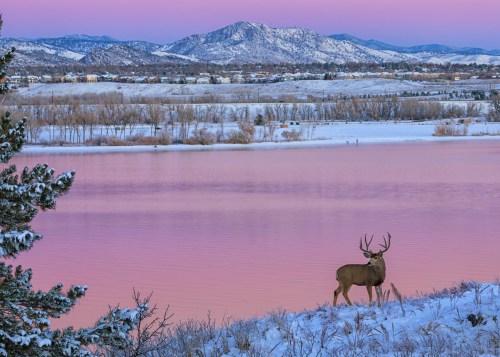 A deer stands by a snowy lakeshore at sunset, with mountains and a pink sky in the background.