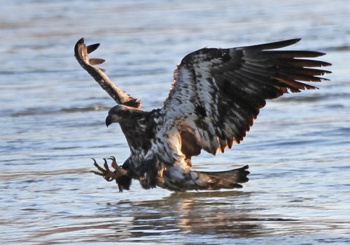 A majestic eagle swoops down over water, wings spread wide, as it prepares to catch its prey.