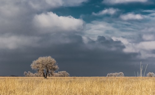 A solitary tree stands in a golden field under a dramatic sky with dark clouds and hints of blue.