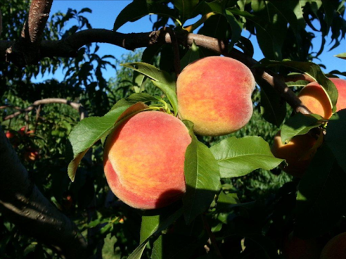 Two ripe peaches hanging from a tree branch, surrounded by green leaves against a clear blue sky.