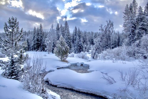 A serene winter landscape featuring a snowy riverbank surrounded by tall evergreen trees under a cloudy sky.