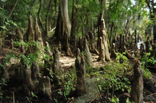 Cypress knees rise from the ground in a lush, green forest, surrounded by foliage and dappled sunlight.