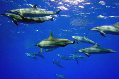 A group of dolphins swimming gracefully underwater in a clear blue ocean.