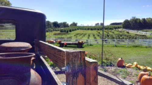 A scenic view of a pumpkin patch with fields and trees in the background, seen from an old truck bed.