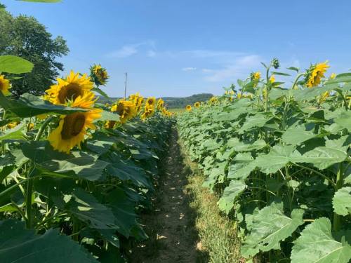 A sunny path through a field of tall sunflowers under a clear blue sky.