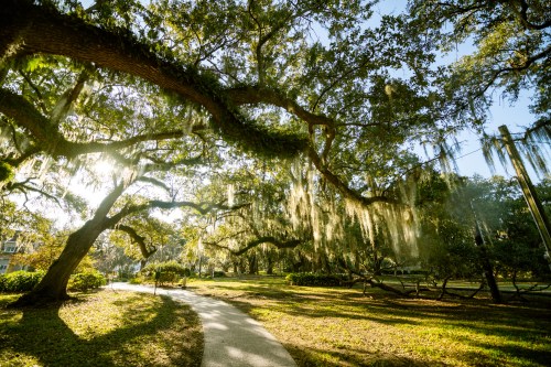 A sunlit path winds through a park with large trees draped in Spanish moss, creating a serene, natural atmosphere.