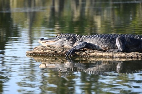 A crocodile resting on a log in calm water, surrounded by greenery and reflecting sunlight.