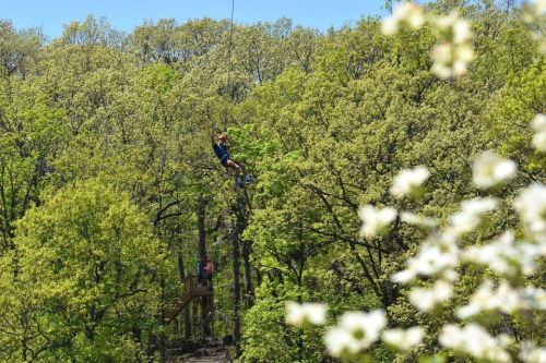 A person zip-lining through lush green trees on a sunny day, with a blurred foreground of white flowers.
