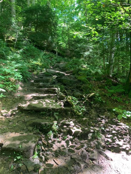 A rocky, moss-covered trail winding through a lush green forest under dappled sunlight.