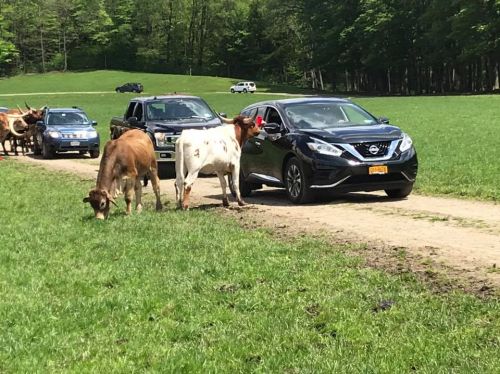 A black car and several vehicles drive on a dirt road, while cows graze and walk nearby in a green field.