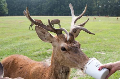 A close-up of a deer with antlers drinking from a cup held by a person in a grassy field.