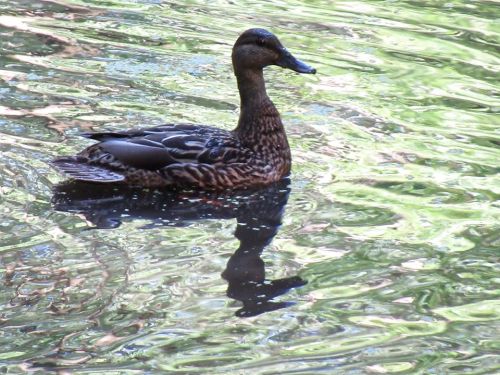 A duck swims gracefully on a shimmering pond, reflecting its image in the water.