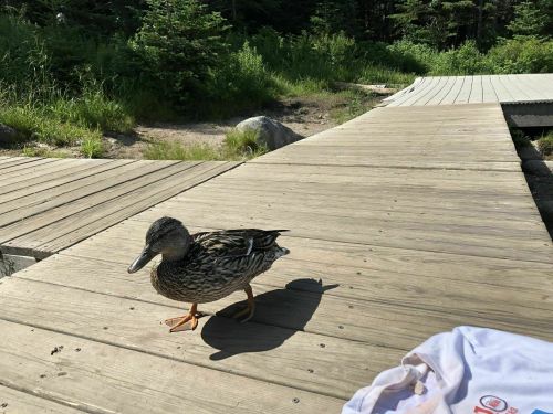 A duck stands on a wooden boardwalk surrounded by greenery.