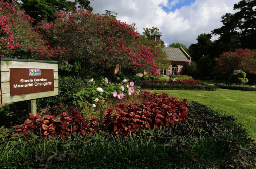 A vibrant garden with colorful flowers and greenery, featuring a sign for Steele Burden Memorial Orangerie.
