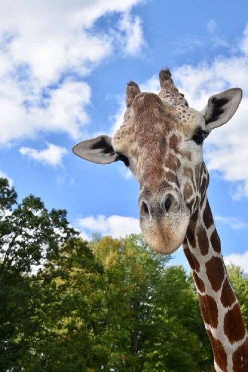 A close-up of a giraffe's head against a blue sky with fluffy clouds and green trees in the background.