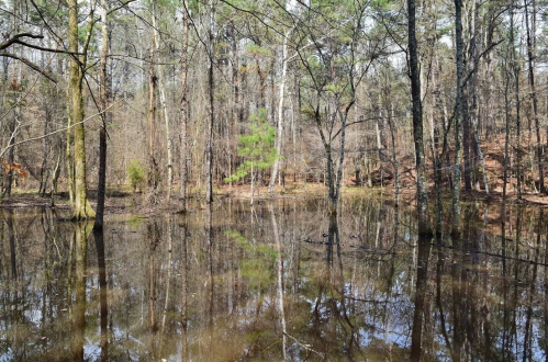 A tranquil forest scene with trees reflecting in a calm, flooded area, showcasing nature's serene beauty.