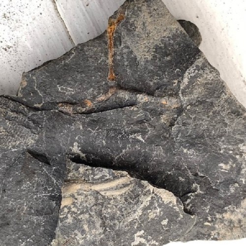 A close-up of a rough, dark rock with visible textures and lighter streaks, resting on a white surface.