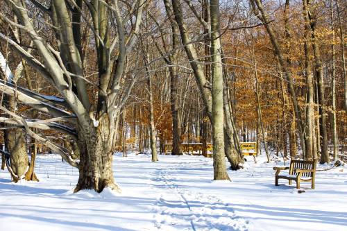 A snowy forest scene with bare trees, patches of orange leaves, and a wooden bench along a snow-covered path.