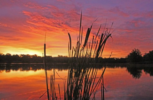Silhouette of tall grass against a vibrant sunset reflecting on a calm lake.