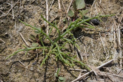 A small green plant with thin, branching stems growing on dry, sandy soil.